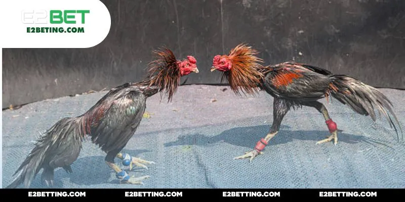 Đá gà bên Thomo đa dạng cho mọi đối tượng người chơi 