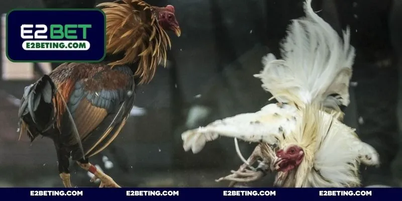 Sân chơi chất lượng sẽ đem tới tỷ lệ kèo đa dạng và thưởng lớn