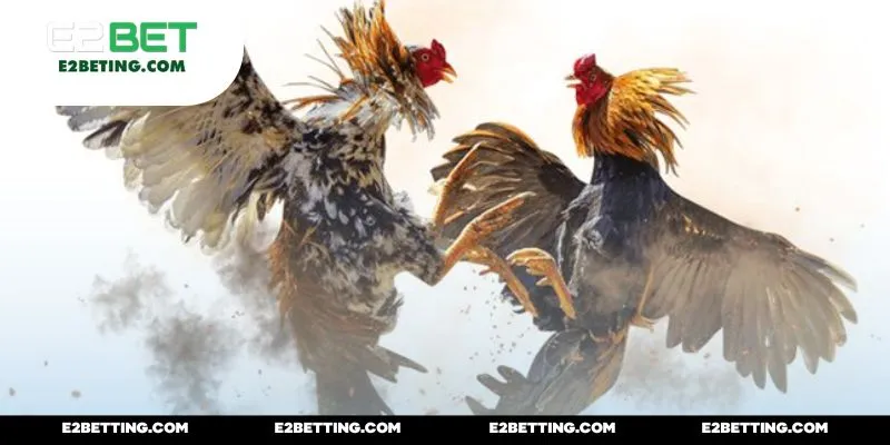 Sức hút khó cưỡng đá gà đòn C1 trường tồn theo thời gian