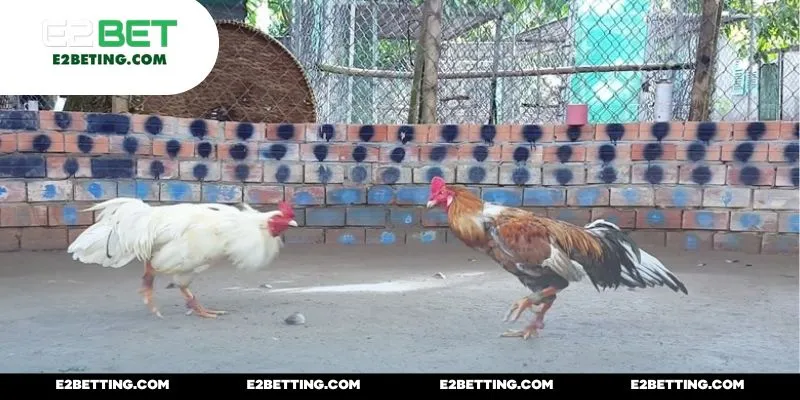 Vung tiền vào chiến kê có khả năng chiến thắng cao nhất